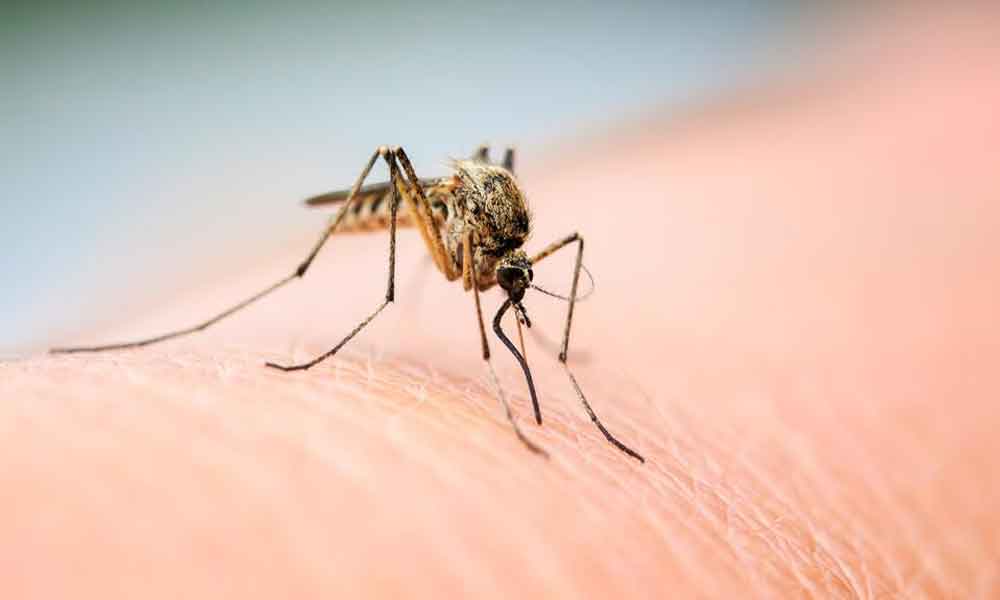 मच्छर भगाने के असरदार घरेलू उपाय