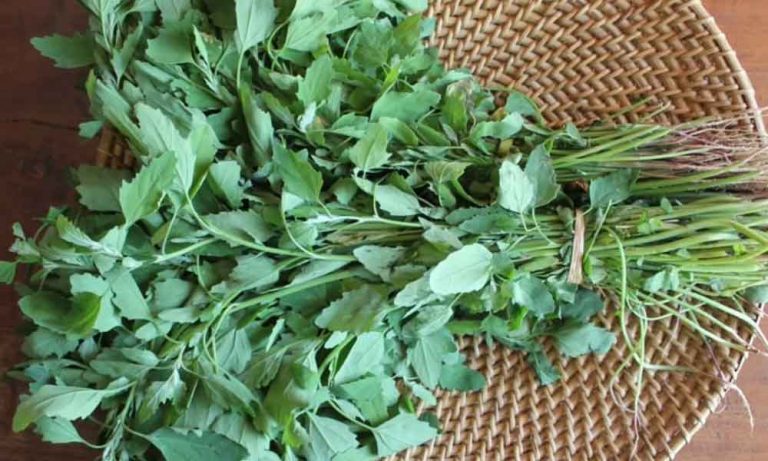 गर्भावस्था के दौरान बथुआ का सेवन