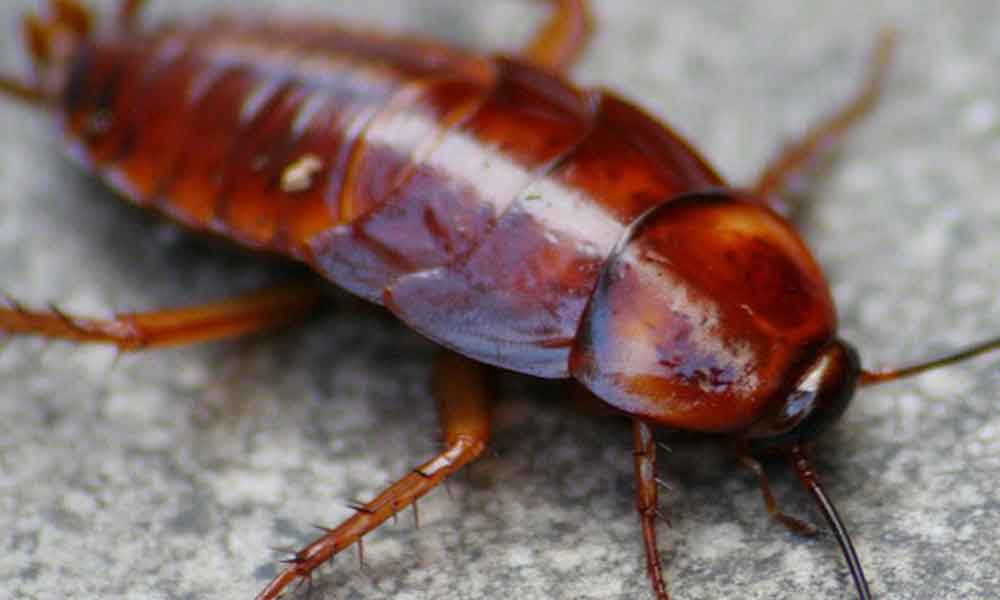 Home remedies to get rid of cockroaches