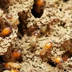 Best home remedies to control termite