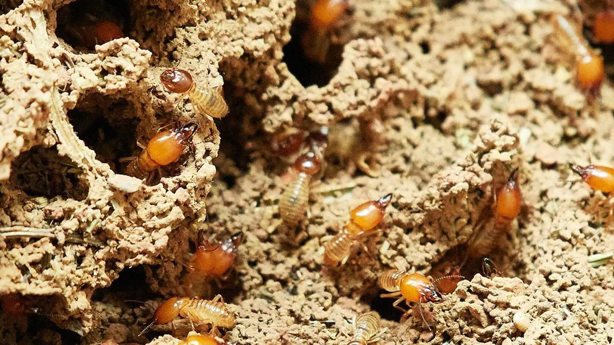 Best home remedies to control termite