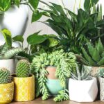Which plants should not be planted indoors