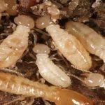 Home remedies to get rid of termite