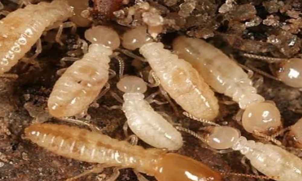 Home remedies to get rid of termite