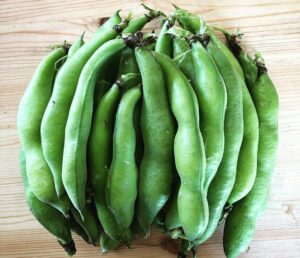 गर्भावस्था में बाकला (Broad Beans / Fava Beans) के फायदे